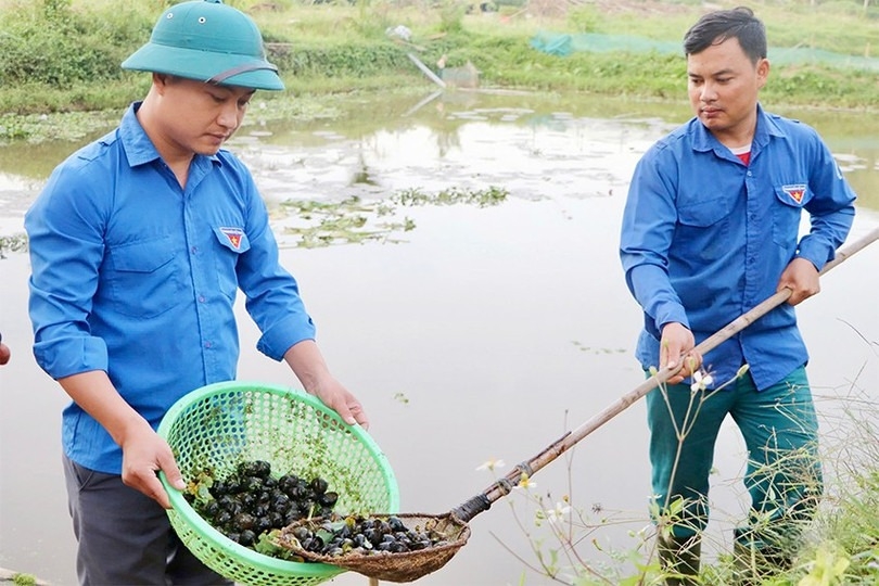 Hiện, toàn xã Mai Hoa có 45 mô hình nuôi ốc bươu đen với tổng diện tích lên đến hơn 18 ha mặt nước. Ảnh: Văn Chung
