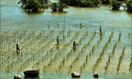 110 nhiệm vụ thực hiện 3 mục tiêu thích ứng biến đổi khí hậu