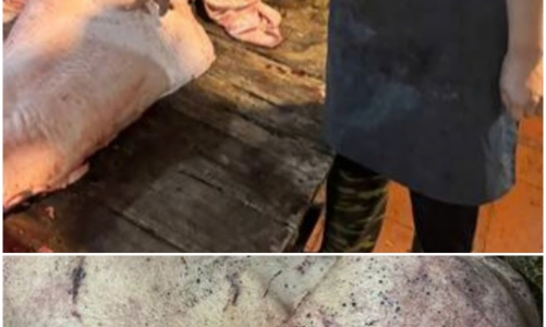 Hà Nội: Khởi tố nhóm đối tượng mua, bán lợn nhiễm dịch bệnh tả châu Phi