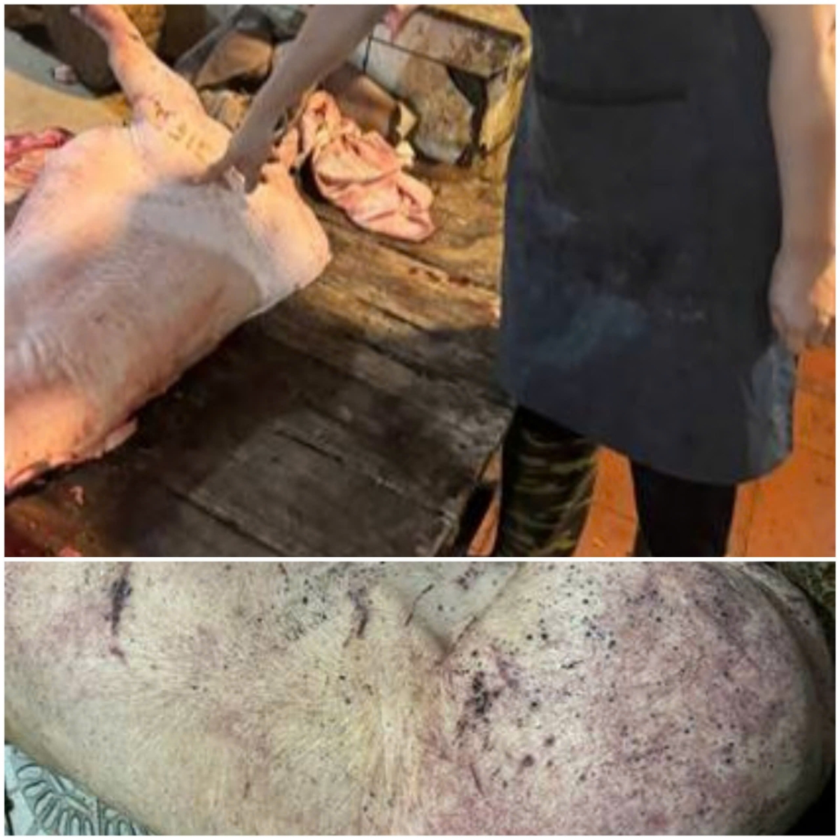 Lợn bệnh bị cơ quan chức năng thu giữ. Ảnh: Cổng thông tin điện tử Công an TP. Hà Nội.