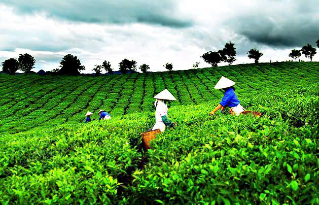 Huế khơi dậy sức sống mới cho sản phẩm bản địa, đưa hương vị trà trở thành một phần đặc sắc trong hành trình của du khách.