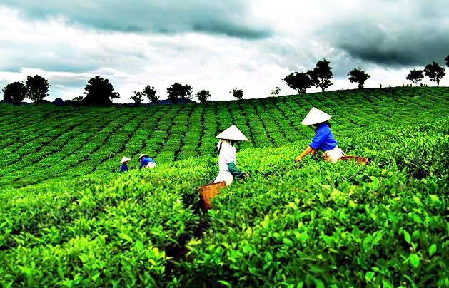 Huế khơi dậy sức sống mới cho sản phẩm bản địa, đưa hương vị trà trở thành một phần đặc sắc trong hành trình của du khách.