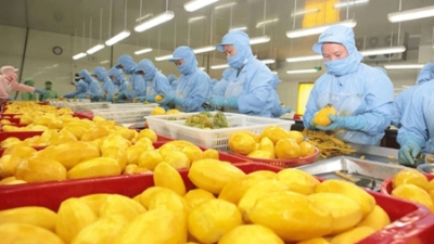 Vietnam’s 2025 fruit and vegetable exports expected to surpass $8 bln