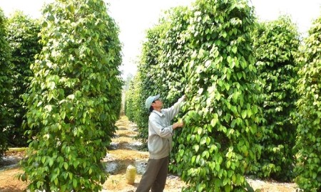 Xuất khẩu hồ tiêu lập kỷ lục mới