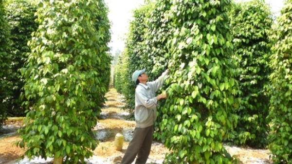 Xuất khẩu hồ tiêu lập kỷ lục mới