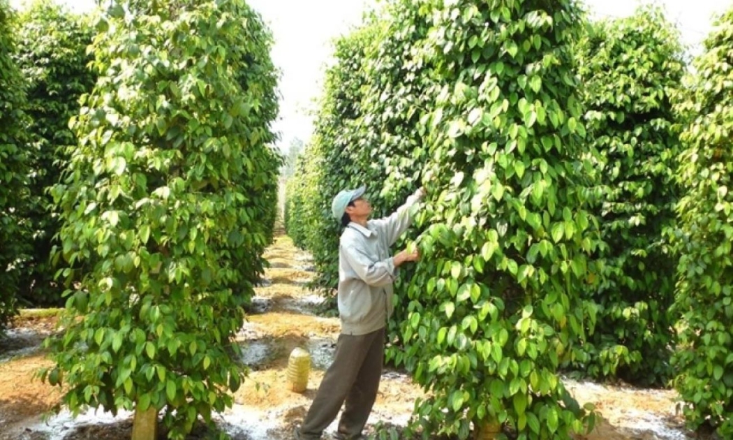 Hạt tiêu vẫn đang thời kỳ được giá bán cao.