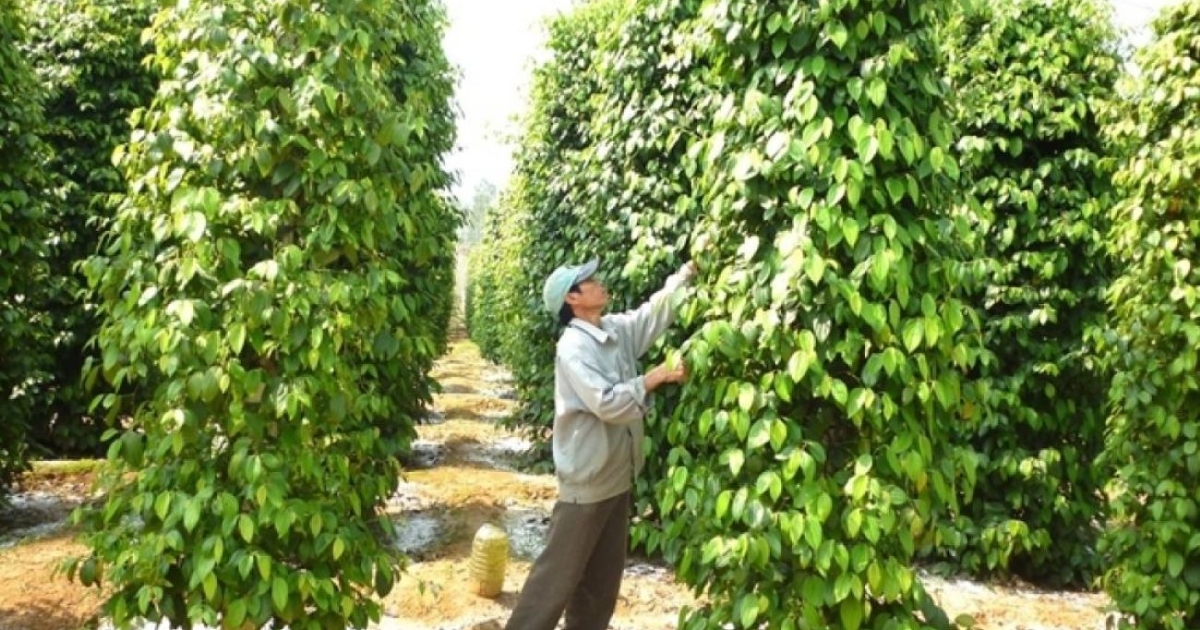 Xuất khẩu hồ tiêu lập kỷ lục mới