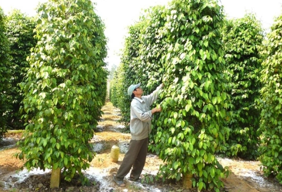 Hạt tiêu vẫn đang thời kỳ được giá bán cao.