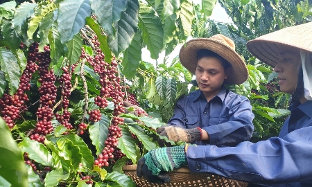 Các ngành hàng nông, lâm, thủy sản đang phải đối mặt với những vướng mắc lớn từ Luật thuế giá trị gia tăng.