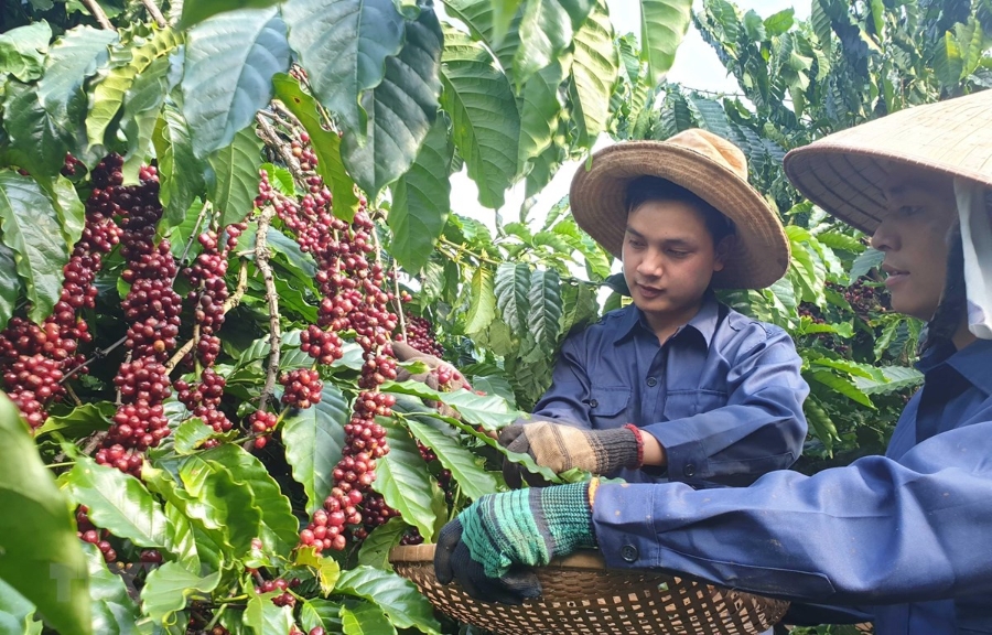 Các ngành hàng nông, lâm, thủy sản đang phải đối mặt với những vướng mắc lớn từ Luật thuế giá trị gia tăng.