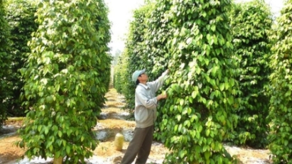 Vietnam’s pepper exports hit record value of $1.33 bln