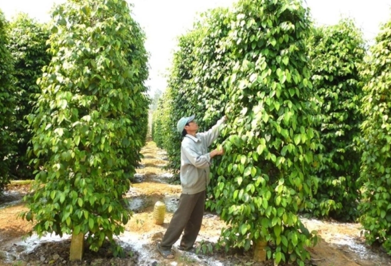 Vietnam’s pepper exports hit record value of $1.33 bln