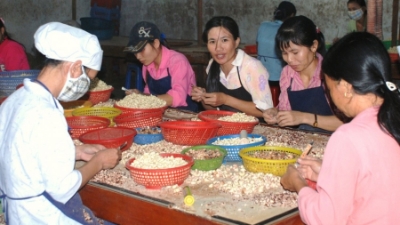 Vietnam's cashew exports on track for record $5 bln year