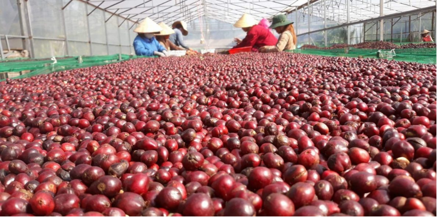 Tổng sản lượng cà phê của Việt Nam thu hoạch trong niên vụ 2024-2025 tăng hơn 9% so với trong niên vụ 2023- 2024.