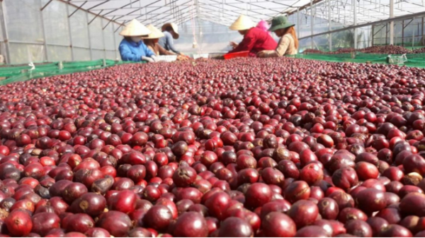 Xuất khẩu cà phê đạt kỷ lục 8,4 tỷ USD