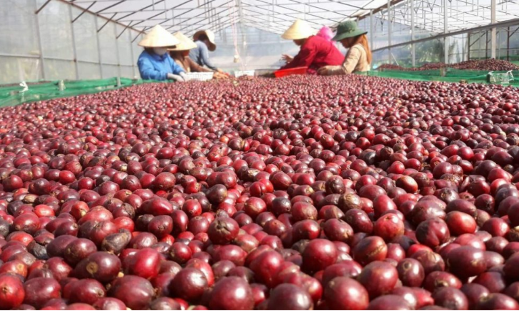 Tổng sản lượng cà phê của Việt Nam thu hoạch trong niên vụ 2024-2025 tăng hơn 9% so với trong niên vụ 2023- 2024.