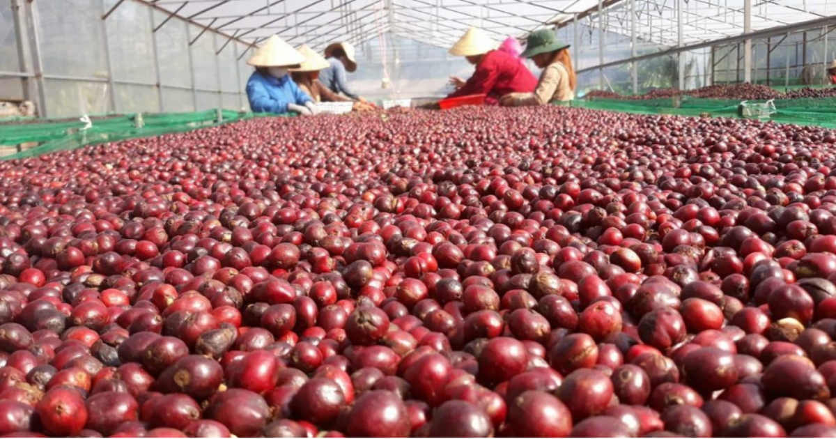 Xuất khẩu cà phê đạt kỷ lục 8,4 tỷ USD