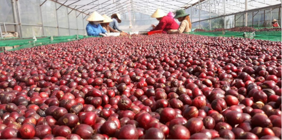 Tổng sản lượng cà phê của Việt Nam thu hoạch trong niên vụ 2024-2025 tăng hơn 9% so với trong niên vụ 2023- 2024.