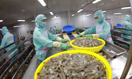 “Vượt bão” trong cuộc đua toàn cầu, kim ngạch xuất khẩu tôm Việt Nam tăng kỷ lục