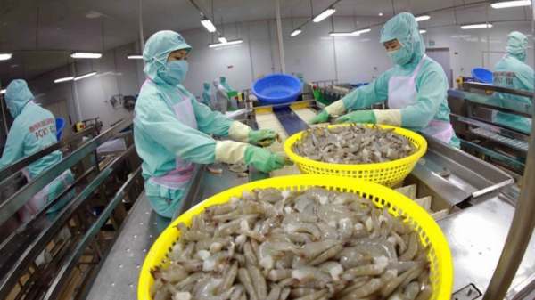 “Vượt bão” trong cuộc đua toàn cầu, kim ngạch xuất khẩu tôm Việt Nam tăng kỷ lục