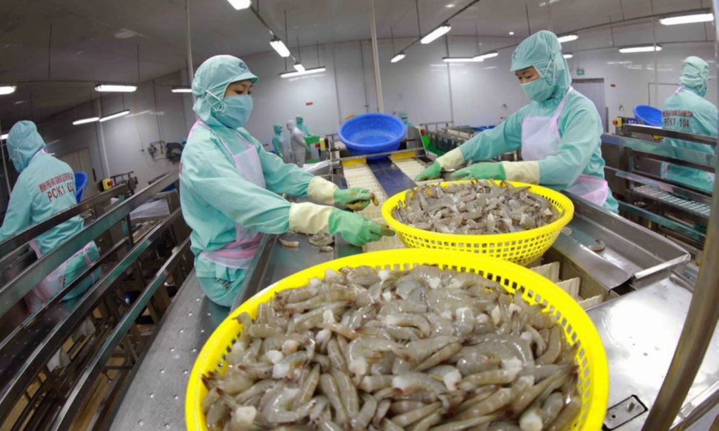 Doanh nghiệp xuất khẩu tôm của Việt Nam đã thích ứng tốt trước biến động phức tạp của thị trường toàn cầu.