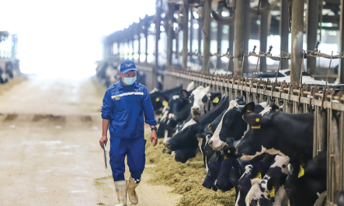 Hành trình xanh từ đồng cỏ đến trung hòa carbon