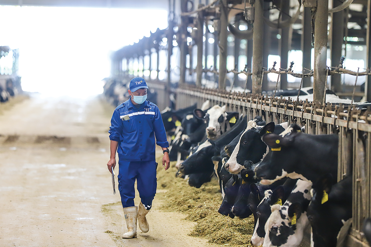 Chăn nuôi bò sữa tại trang trại của TH