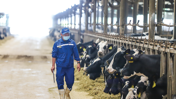 Hành trình xanh từ đồng cỏ đến trung hòa carbon