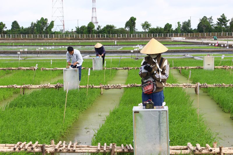 Việc xây dựng và triển khai "Quy trình MRV trong canh tác lúa chất lượng cao, phát thải thấp" không chỉ phục vụ yêu cầu kỹ thuật của Đề án một triệu hecta, mà còn đặt nền móng cho nền nông nghiệp carbon thấp ở Việt Nam. Ảnh minh họa