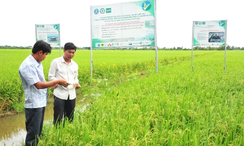 Quy trình MRV đo đạc, báo cáo, thẩm định đánh giá lượng giảm phát thải trong canh tác lúa