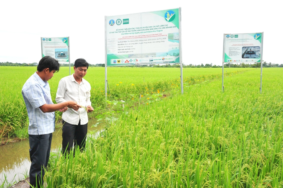 Xây dựng, hoàn thiện "Quy trình MRV trong canh tác lúa chất lượng cao, phát thải thấp vùng đồng bằng sông Cửu Long". Ảnh: Lê Hoàng Vũ