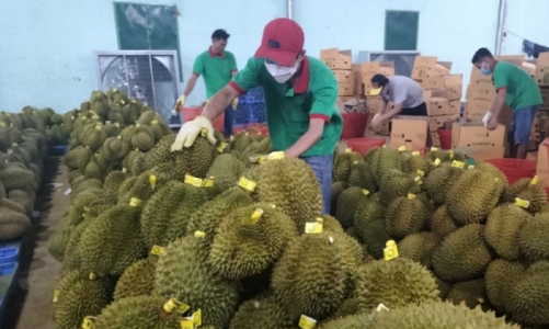 Xuất khẩu sầu riêng sang Trung Quốc đã ổn định trở lại, mỗi ngày 300 - 400 xe được thông quan 