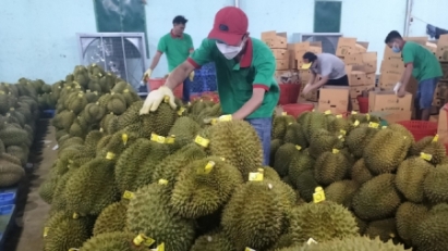 Vietnam's durian shipments to China back to normal, hundreds of trucks daily