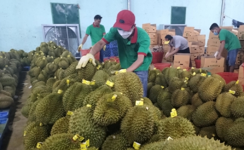 Vietnam's durian shipments to China back to normal, hundreds of trucks daily