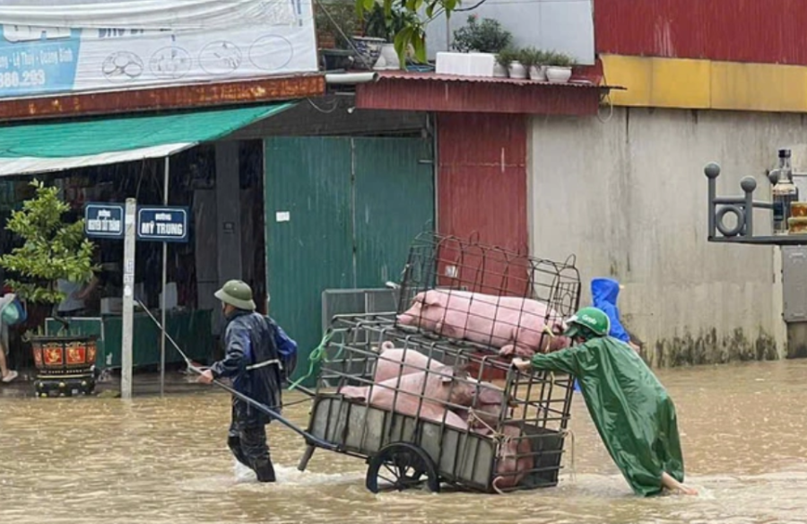 Trên các tuyến đường ngập sâu, nhiều người dân phải dùng thuyền để di chuyển. Dọc những con ngõ nhỏ, cảnh người gánh đồ, đẩy thuyền chở tivi, tủ lạnh, bao gạo hay vật nuôi đi tránh lũ diễn ra liên tục. 