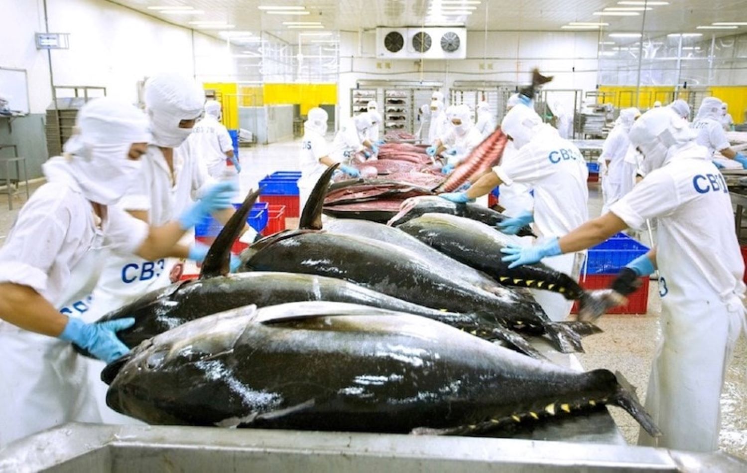 Xuất khẩu cá ngừ hy vọng sẽ được giảm thuế quan tại thị trường Mỹ.