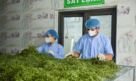 Khu vực sấy và nghiền rau má được tiệt trùng bằng tia UV, đảm bảo vệ sinh an toàn thực phẩm