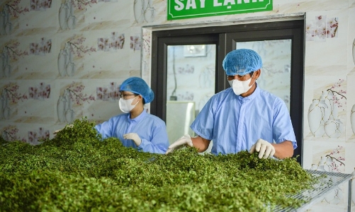 Từ cây “cứu đói” đến sản phẩm OCOP bạc tỷ