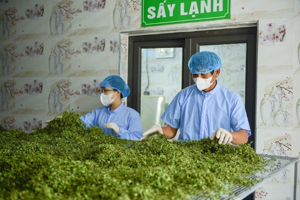 Khu vực sấy và nghiền rau má được tiệt trùng bằng tia UV, đảm bảo vệ sinh an toàn thực phẩm