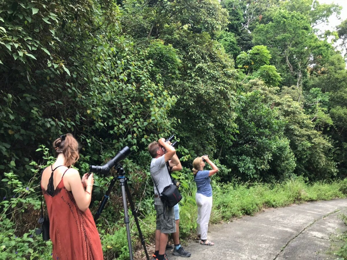 Tour du lịch ngắm chim ở bán đảo Sơn Trà.
