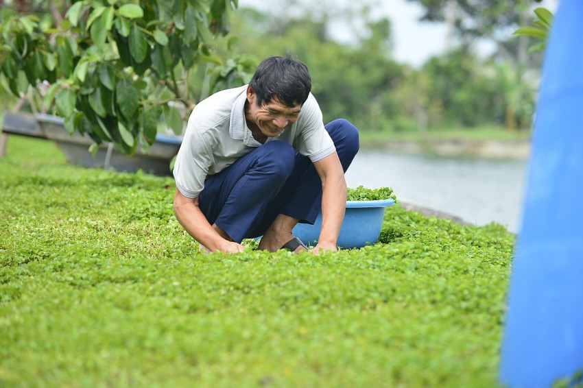 Cánh đồng rau má xanh mướt ở xã Thọ Long – nơi cung cấp nguyên liệu chính cho hợp tác xã.