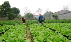 Mưa lũ kéo dài, giá thực phẩm đẩy CPI tháng 10 tăng nhẹ