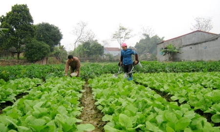 Rau bị hư hại, ngập úng trên diện rộng sau bão lũ, khiến giá rau xanh tăng cao.