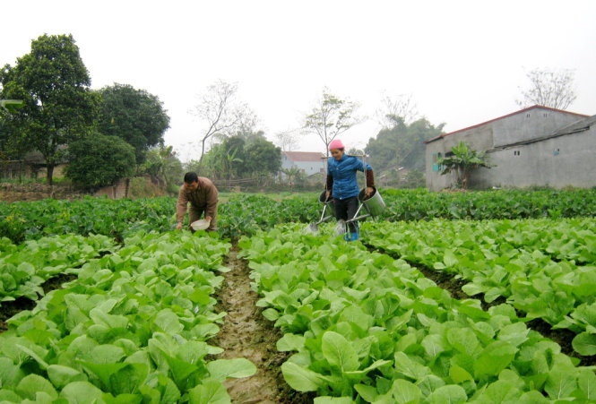 Rau bị hư hại, ngập úng trên diện rộng sau bão lũ, khiến giá rau xanh tăng cao.