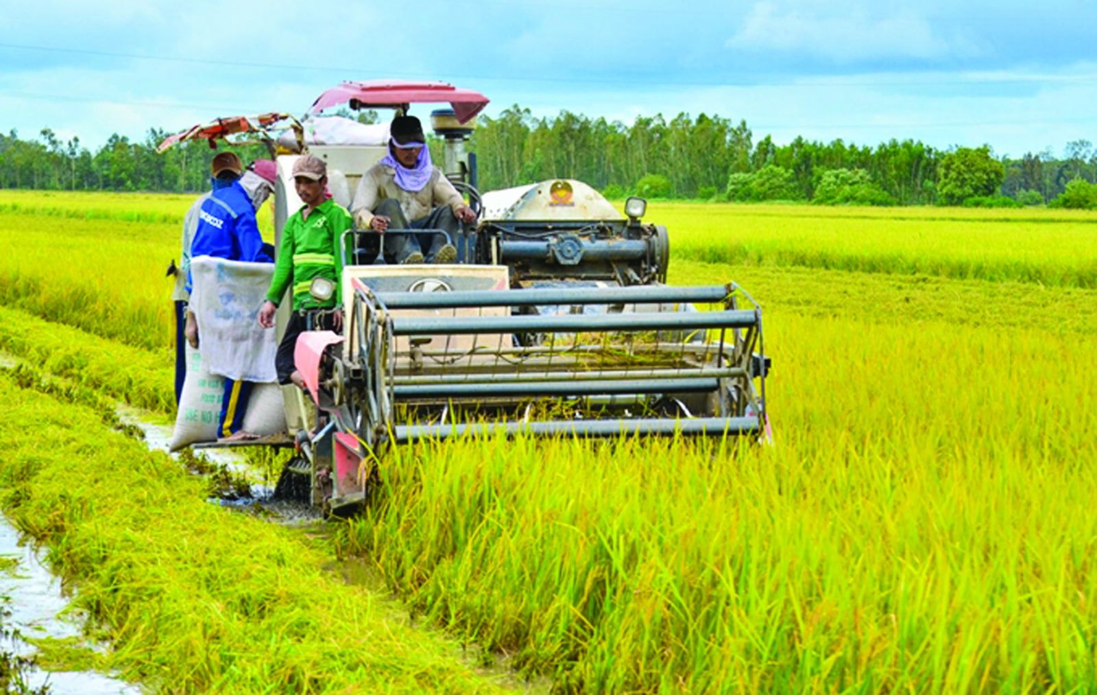 Sản xuất nông nghiệp vẫn vững vàng trước thiên tai, bão lũ