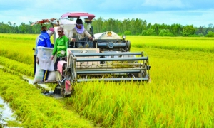 Sản xuất nông lâm thuỷ sản vẫn ổn định trước thiên tai, bão lũ