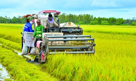 Sản xuất nông lâm thuỷ sản vẫn ổn định trước thiên tai, bão lũ
