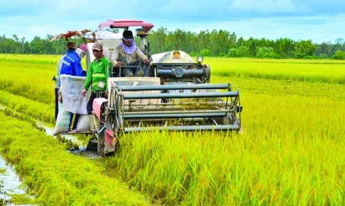 Sản xuất nông lâm thuỷ sản vẫn ổn định trước thiên tai, bão lũ