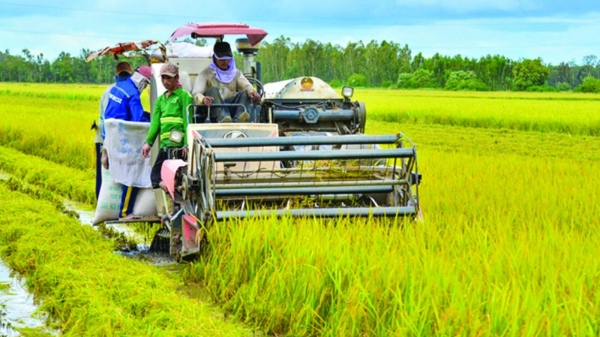 Sản xuất nông lâm thuỷ sản vẫn ổn định trước thiên tai, bão lũ