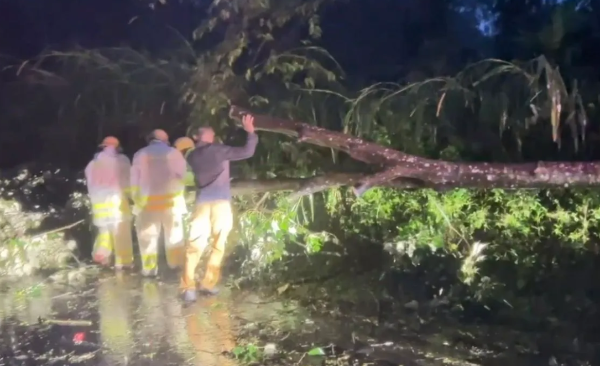 Cảnh sát giao thông dọn cây đổ tại km 19 đường tránh Buôn Hồ, xã Cuôr Đăng, tỉnh Đắk Lắk.